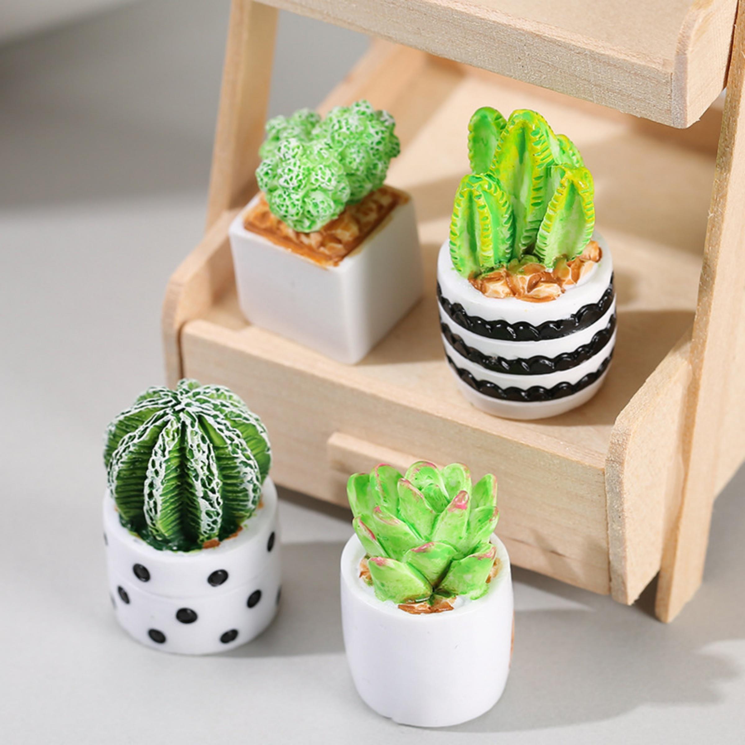 Echeveria Succulent - 4-Piece Set of Cactus Succulent Plant