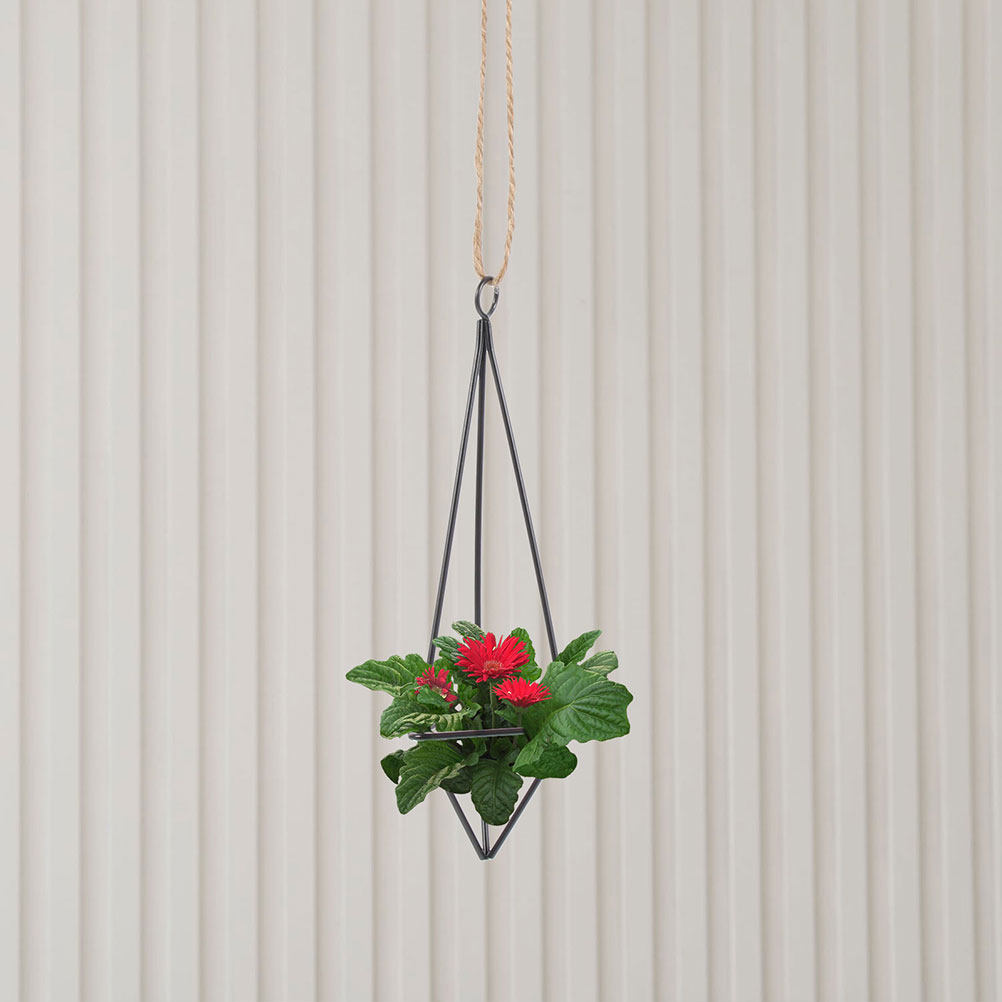 2Pcs Hanging Air Plant Holder  - đánh giá và giá Spider Plant Hanging